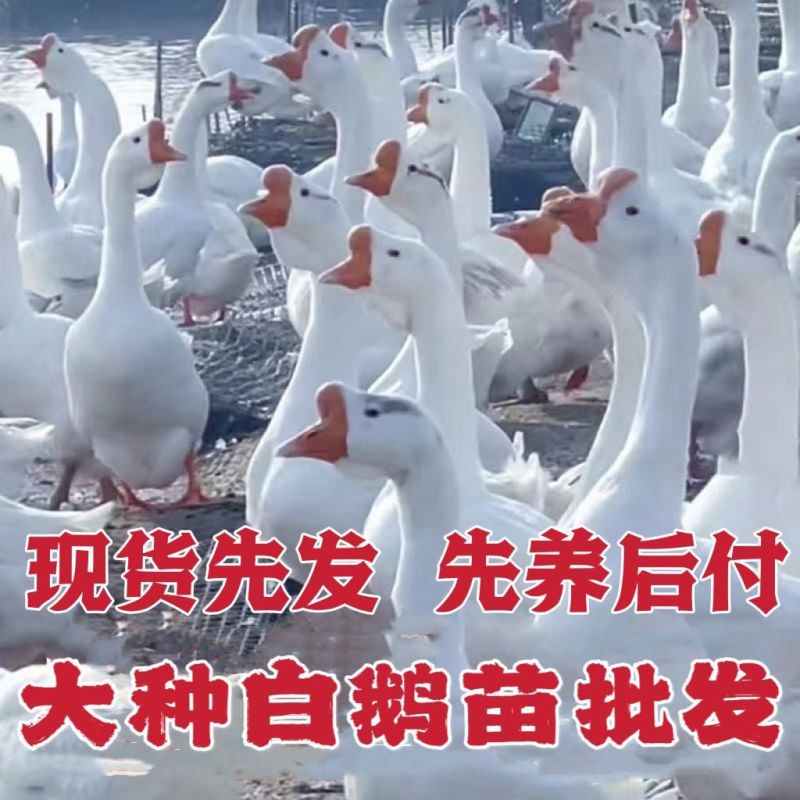 三花鹅苗诚信商家买1000送200包打防疫包运输满意