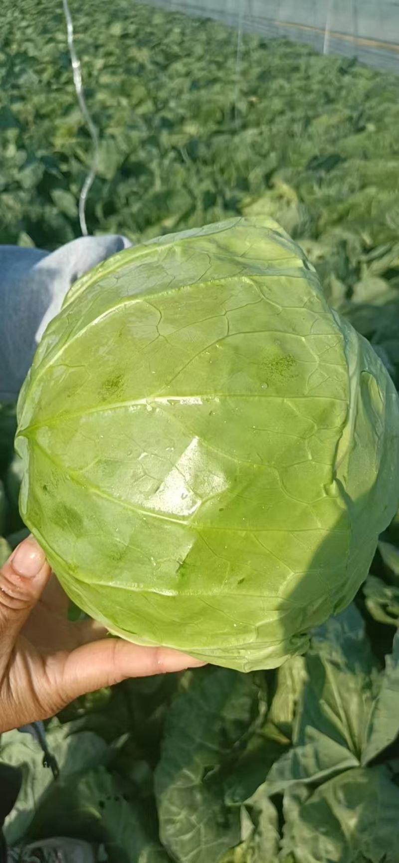 甘蓝