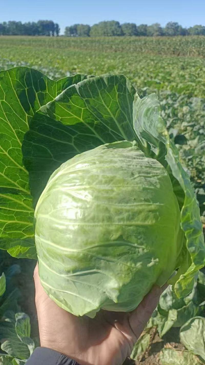 甘蓝