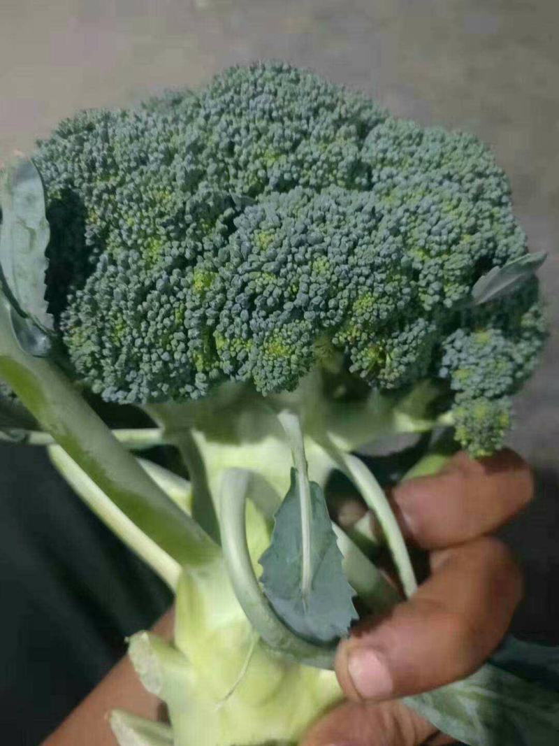 西蓝花