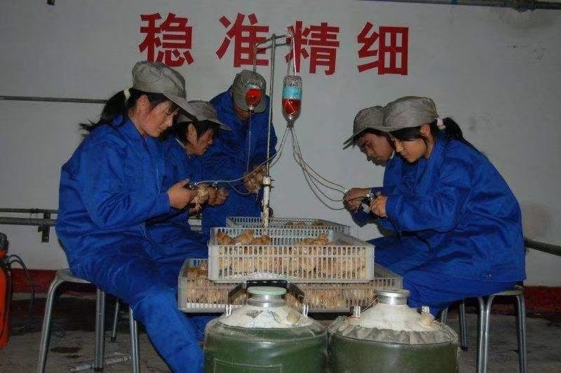 麻鸡苗诚信商家买千送百包打防疫包运输货到满意付款