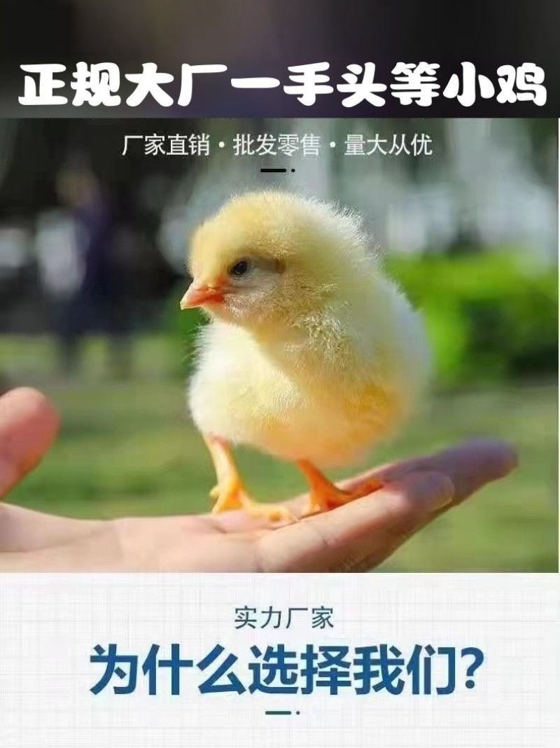 麻鸡苗诚信商家买千送百包打防疫包运输货到满意付款