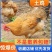 土鸡苗诚信商家买千送百包打防疫包运输货到满意付款