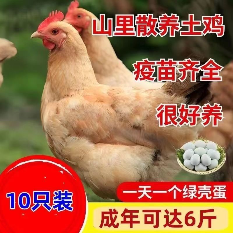 土鸡苗诚信商家买千送百包打防疫包运输货到满意付款
