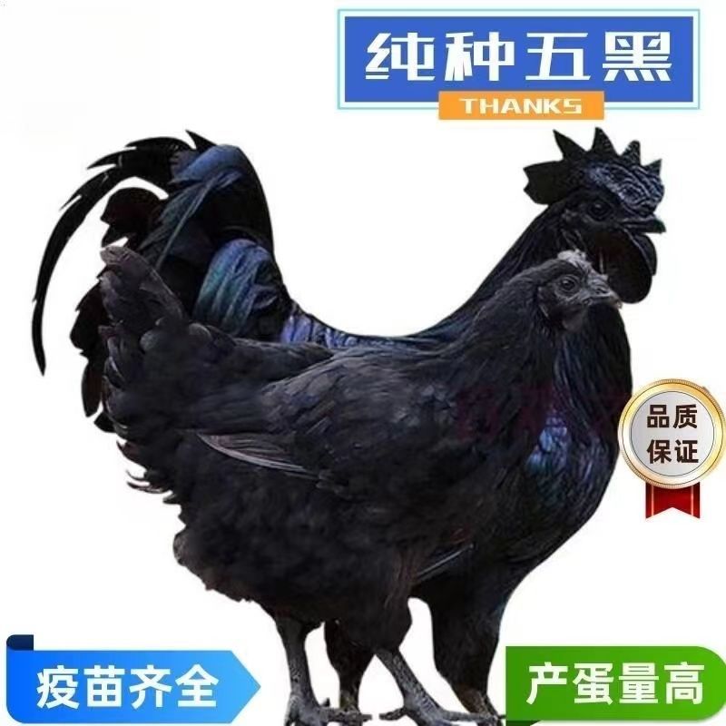 五黑鸡苗诚信商家买千送百包打防疫包运输货到满意付款