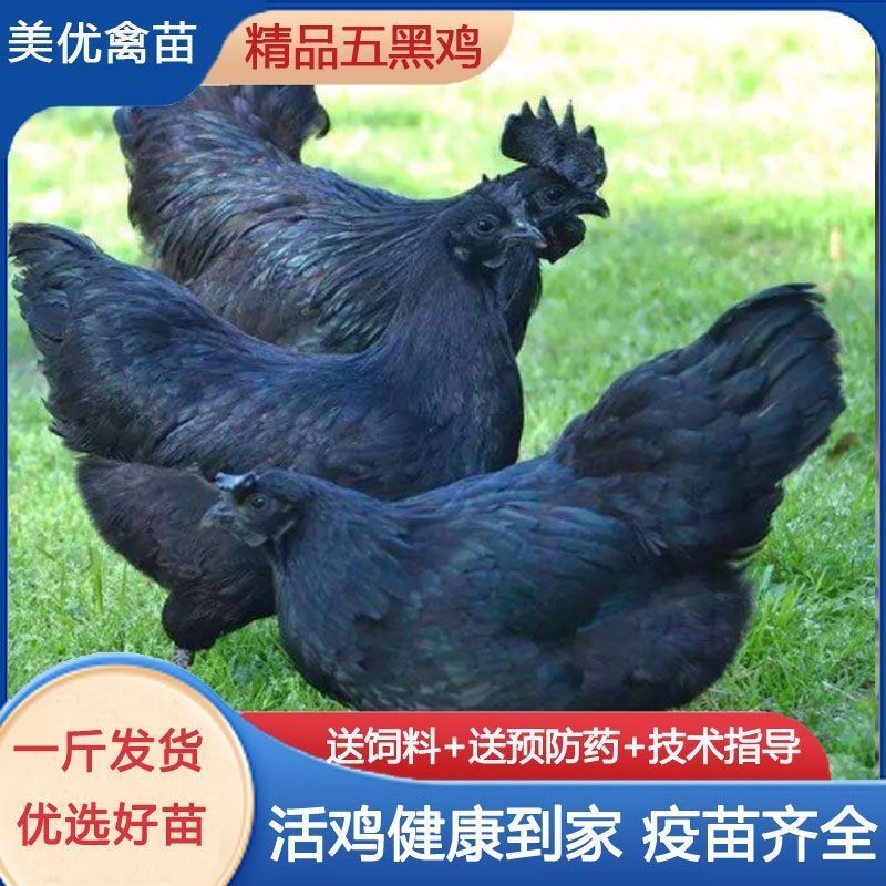 五黑鸡苗诚信商家买千送百包打防疫包运输货到满意付款