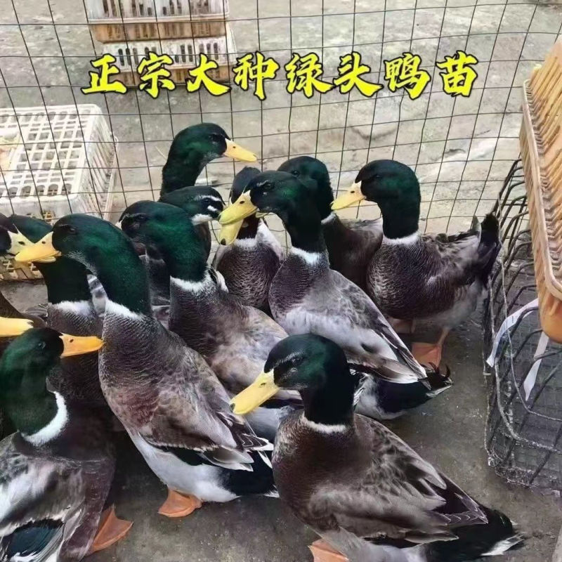 麻鸭苗诚信商家买千送百包打防疫包运输货到满意付款