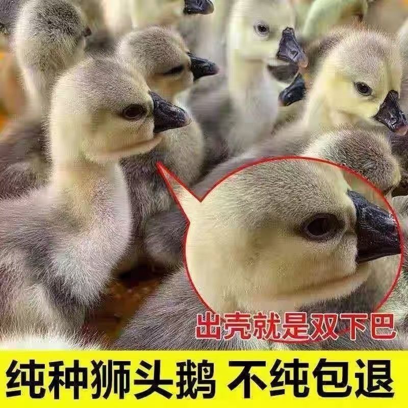 狮头鹅苗诚信商家买千送百包打防疫包运输货到满意付款