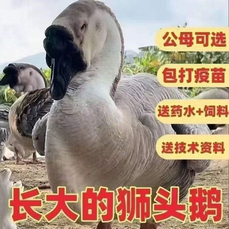 狮头鹅苗诚信商家买千送百包打防疫包运输货到满意付款