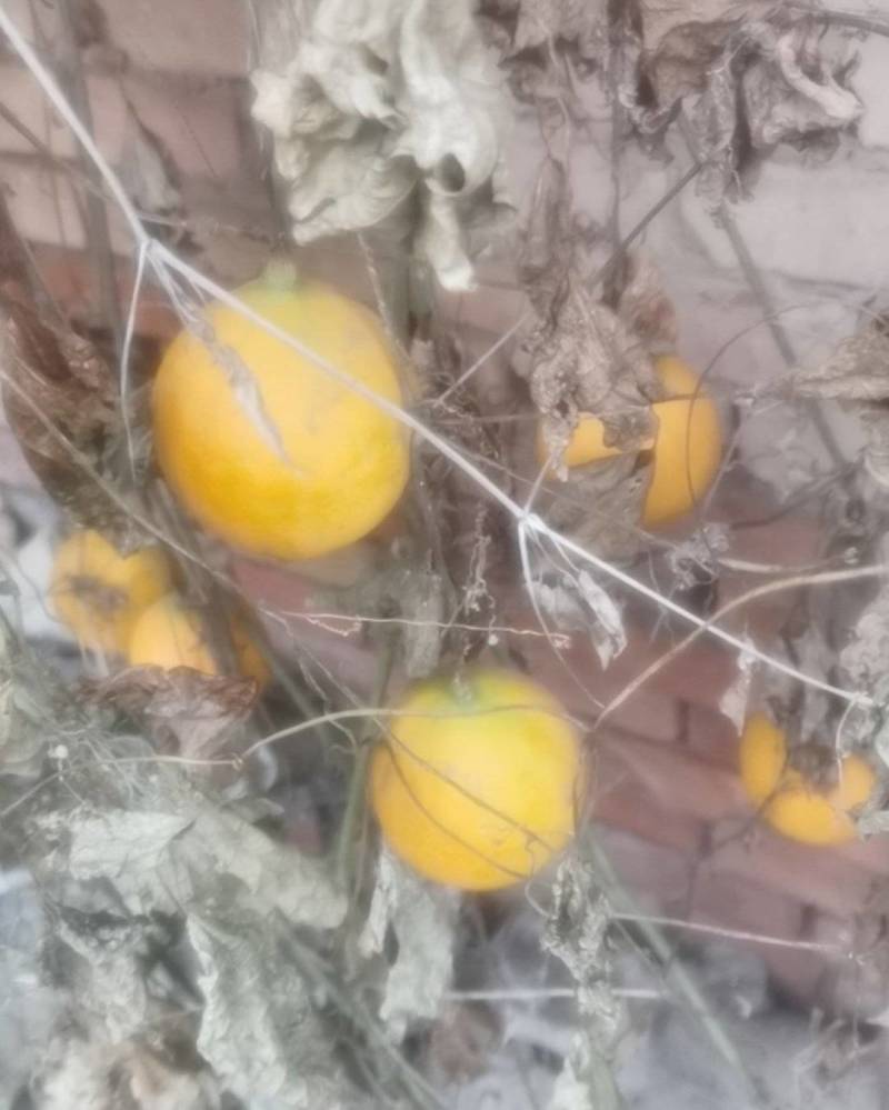 中草药瓜蒌
