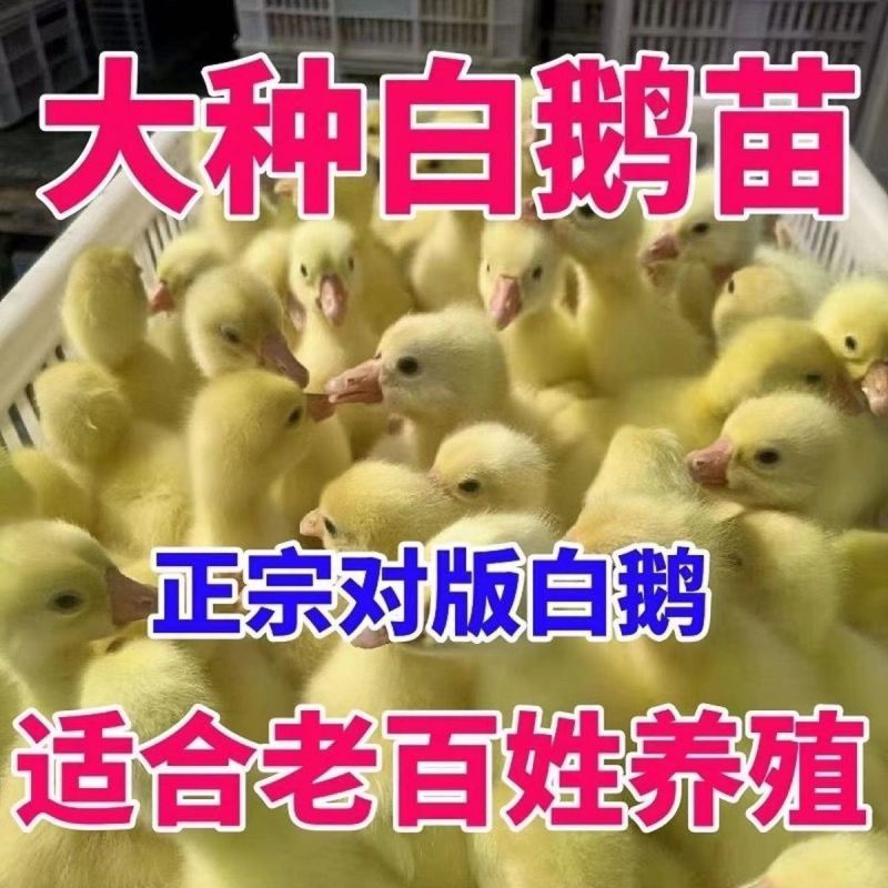 三花鹅苗诚信商家买千送百包打防疫包运输货到满意付款