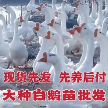 三花鹅苗诚信商家买千送百包打防疫包运输货到满意付款