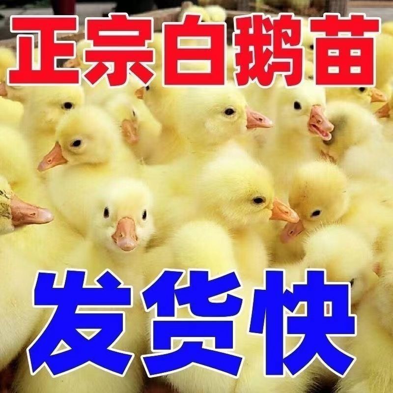 三花鹅苗诚信商家买千送百包打防疫包运输货到满意付款