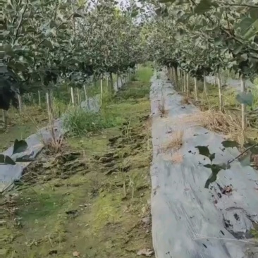山楂树