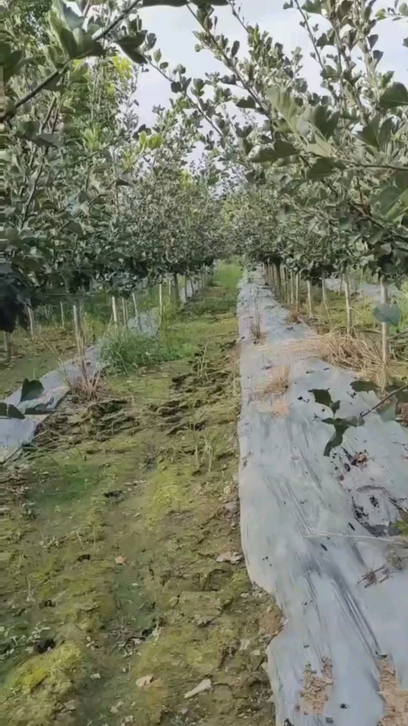 山楂树
