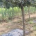 山楂树