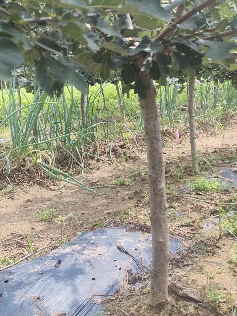 山楂树