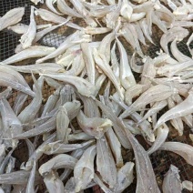 沙丁鱼，北海特产，适合摆地摊，跑江湖，展会纯正野生沙丁鱼
