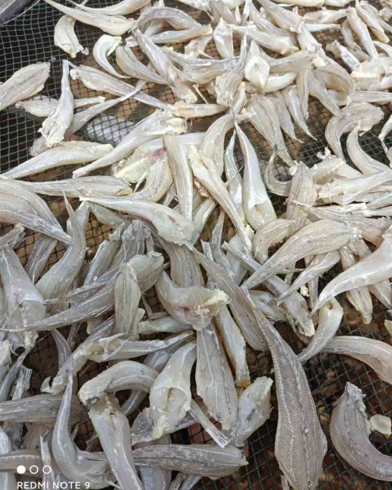 沙丁鱼，北海特产，适合摆地摊，跑江湖，展会纯正野生沙丁鱼