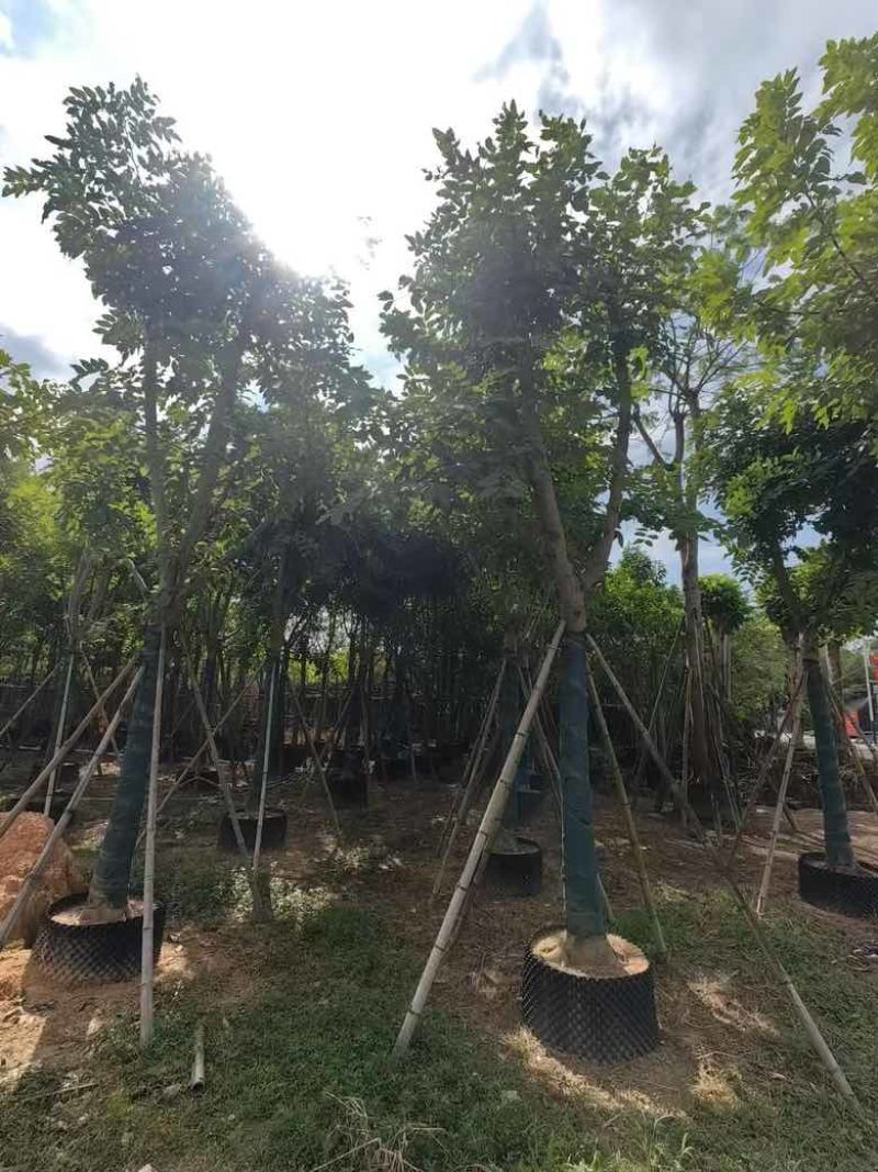 腊肠树骨架12-20分，低价出售