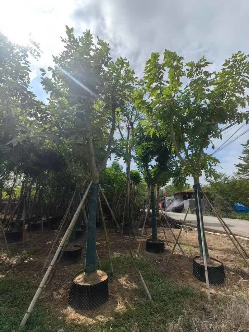 腊肠树骨架12-20分，低价出售
