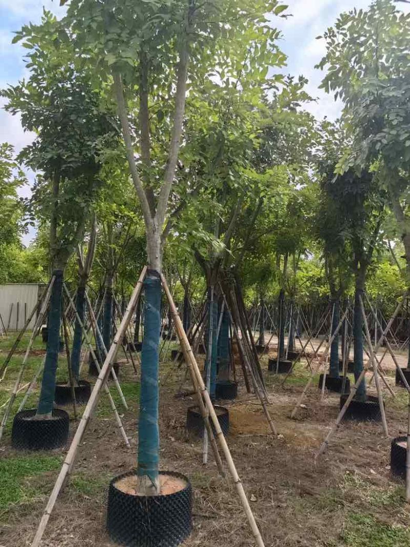 腊肠树骨架12-20分，低价出售