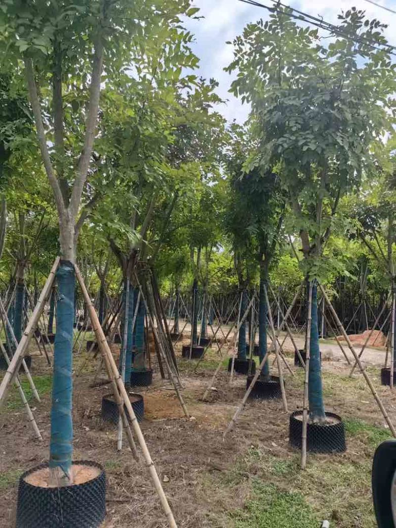 腊肠树骨架12-20分，低价出售
