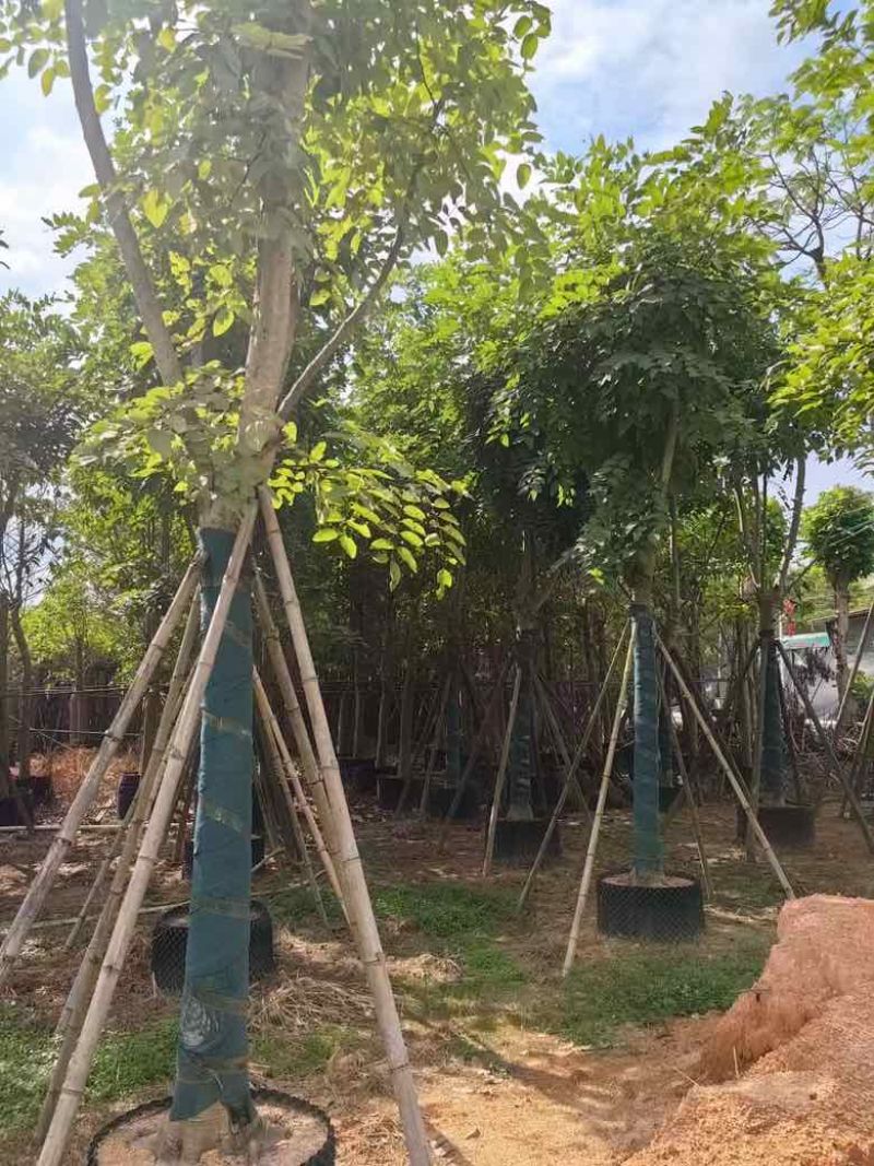 腊肠树骨架12-20分，低价出售