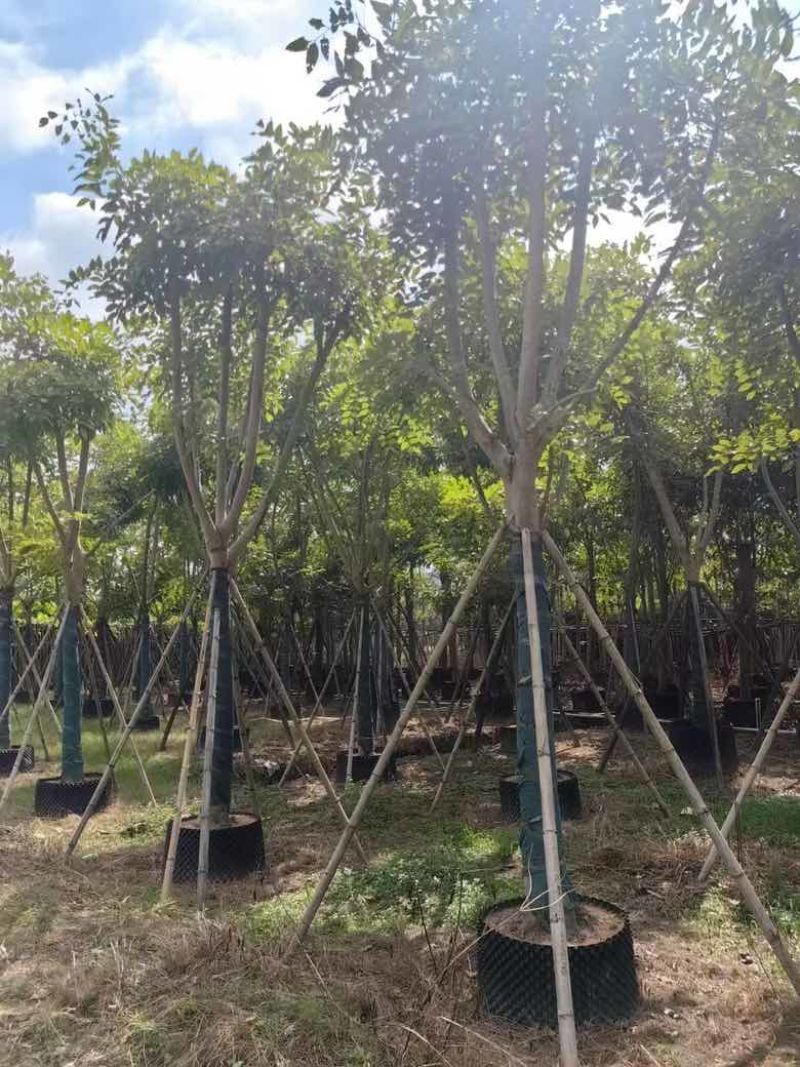 腊肠树骨架12-20分，低价出售