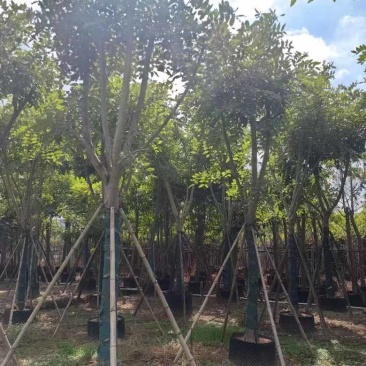 腊肠树骨架12-20分，低价出售