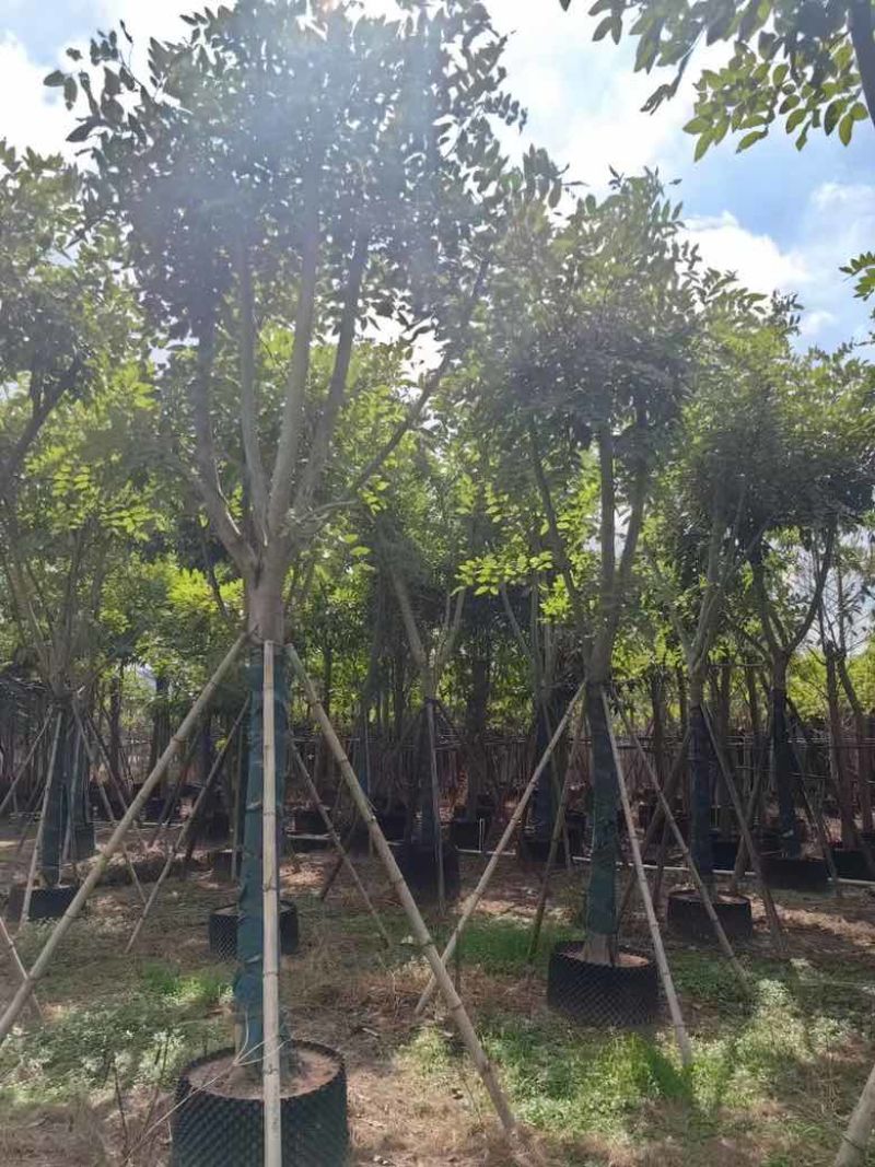 腊肠树骨架12-20分，低价出售