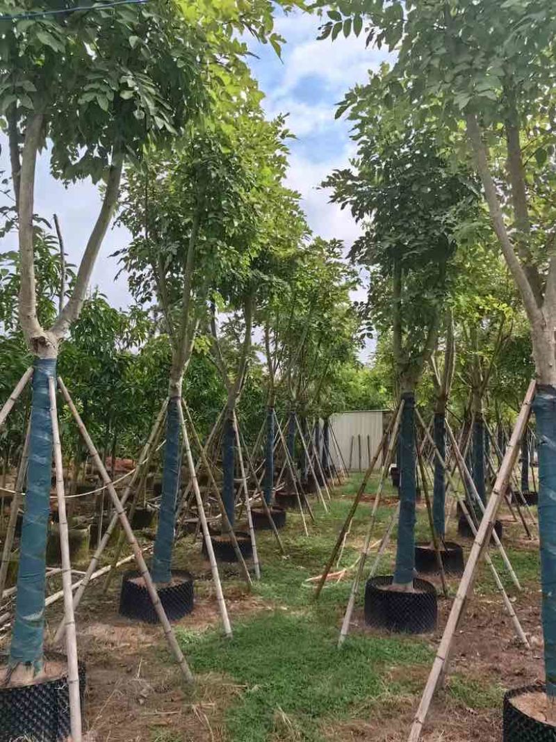 腊肠树骨架12-20分，低价出售
