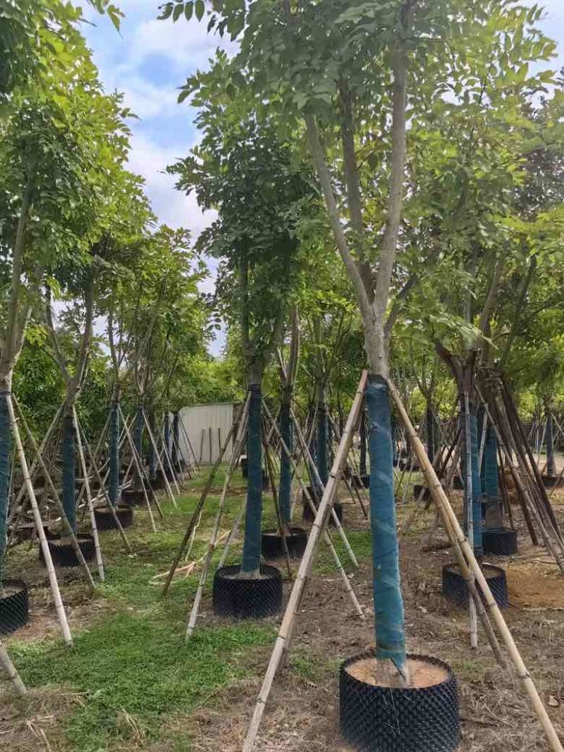 腊肠树骨架12-20分，低价出售