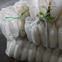 大量精品白萝卜