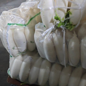 大量精品白萝卜