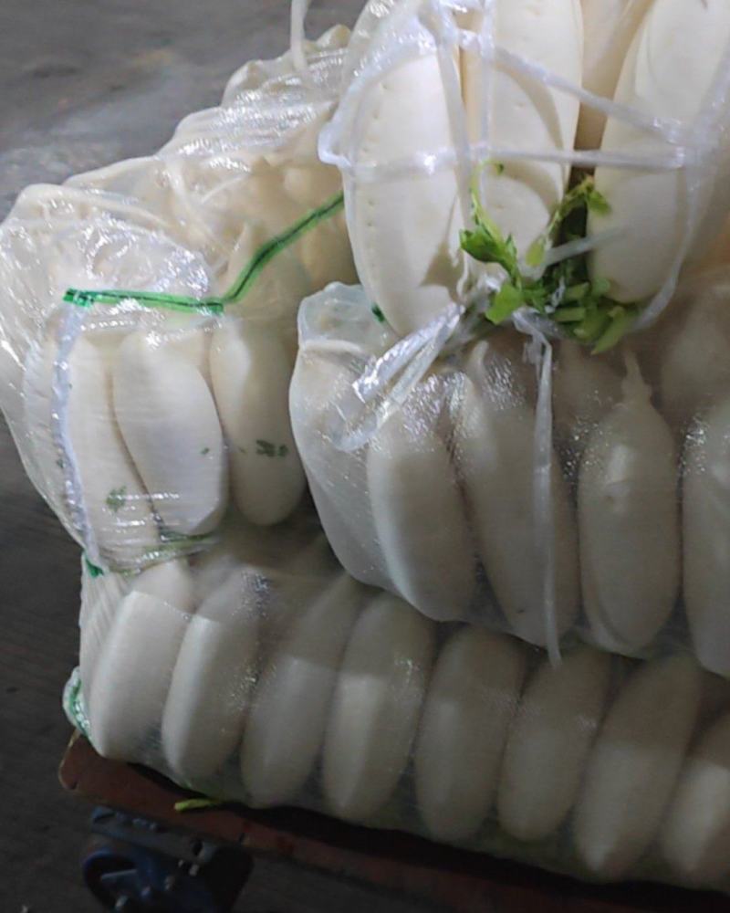 大量精品白萝卜