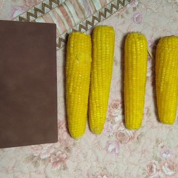 东北糯玉米，糯9
