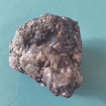 我要卖羊宝（羊结实）请鉴定和估价