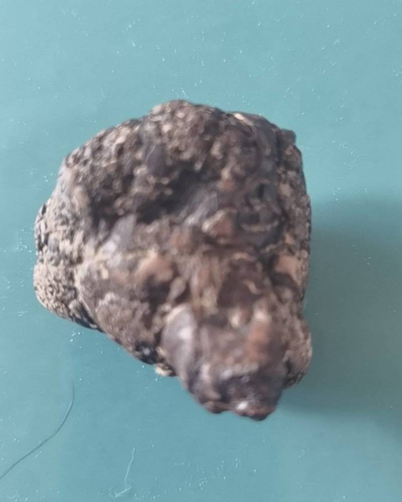 我要卖羊宝（羊结实）请鉴定和估价