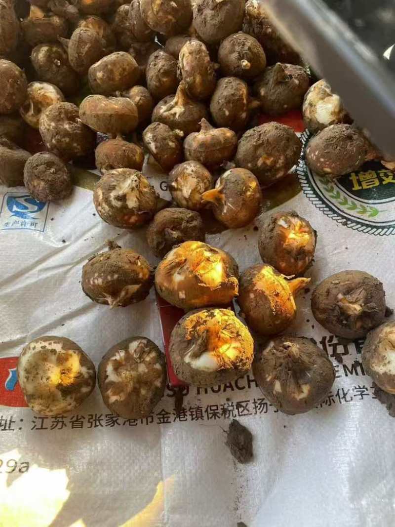 马蹄上市，原产地直销