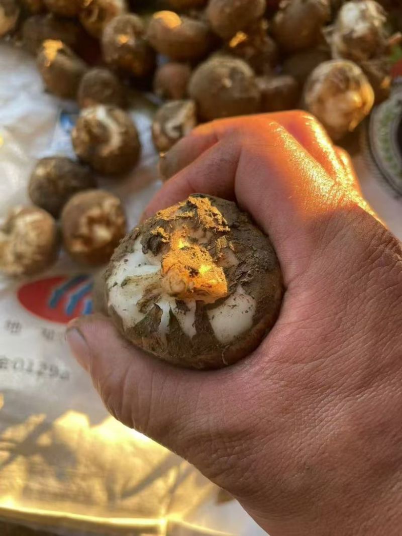 马蹄上市，原产地直销