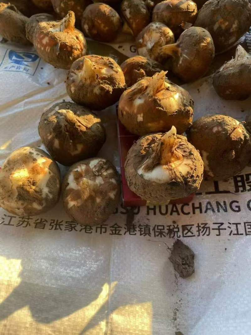 马蹄上市，原产地直销