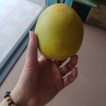 平和脐橙