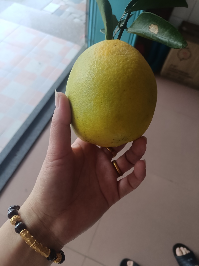 平和脐橙