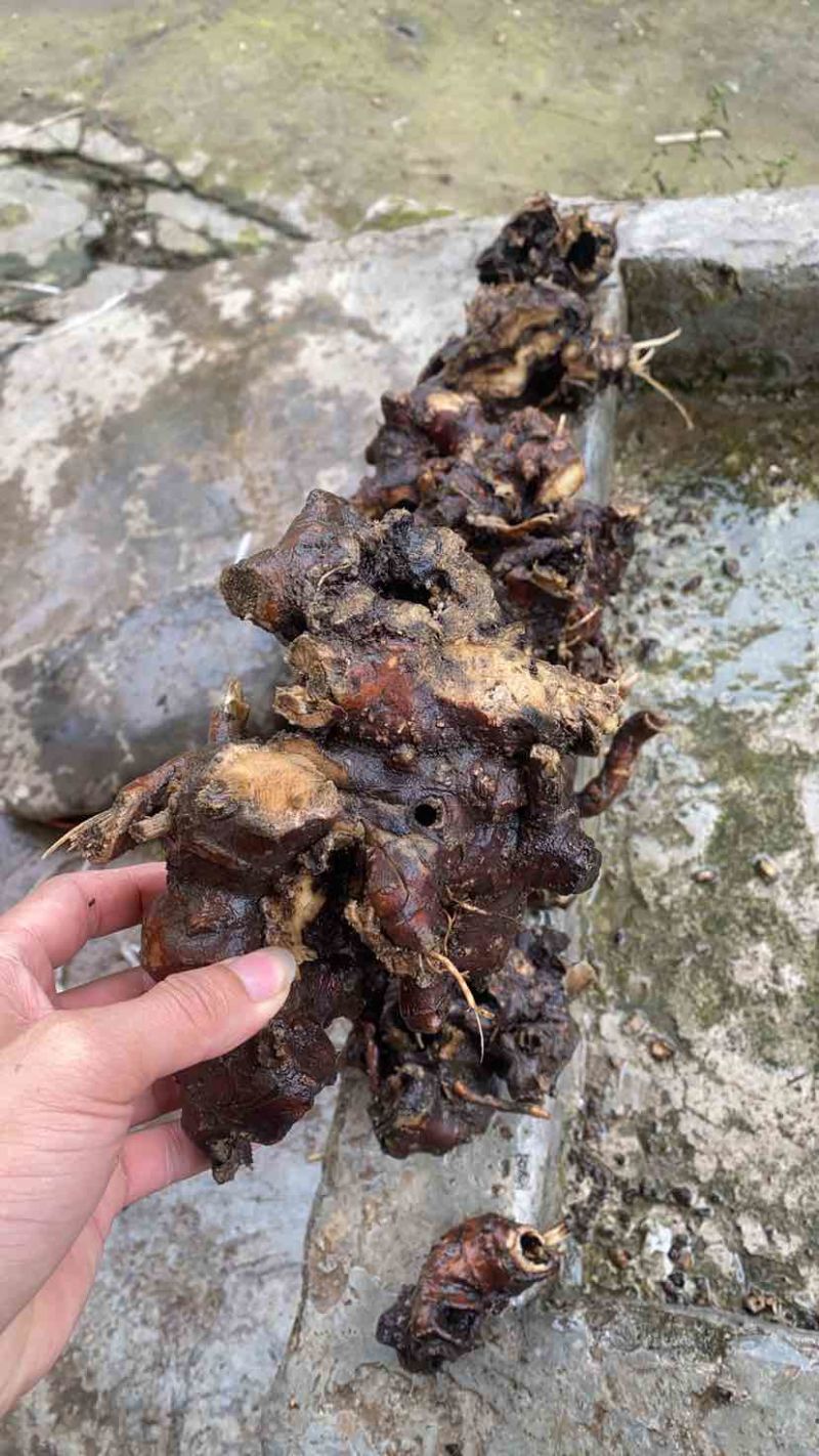 野生白升麻，鲜货干货都行，需要的联系