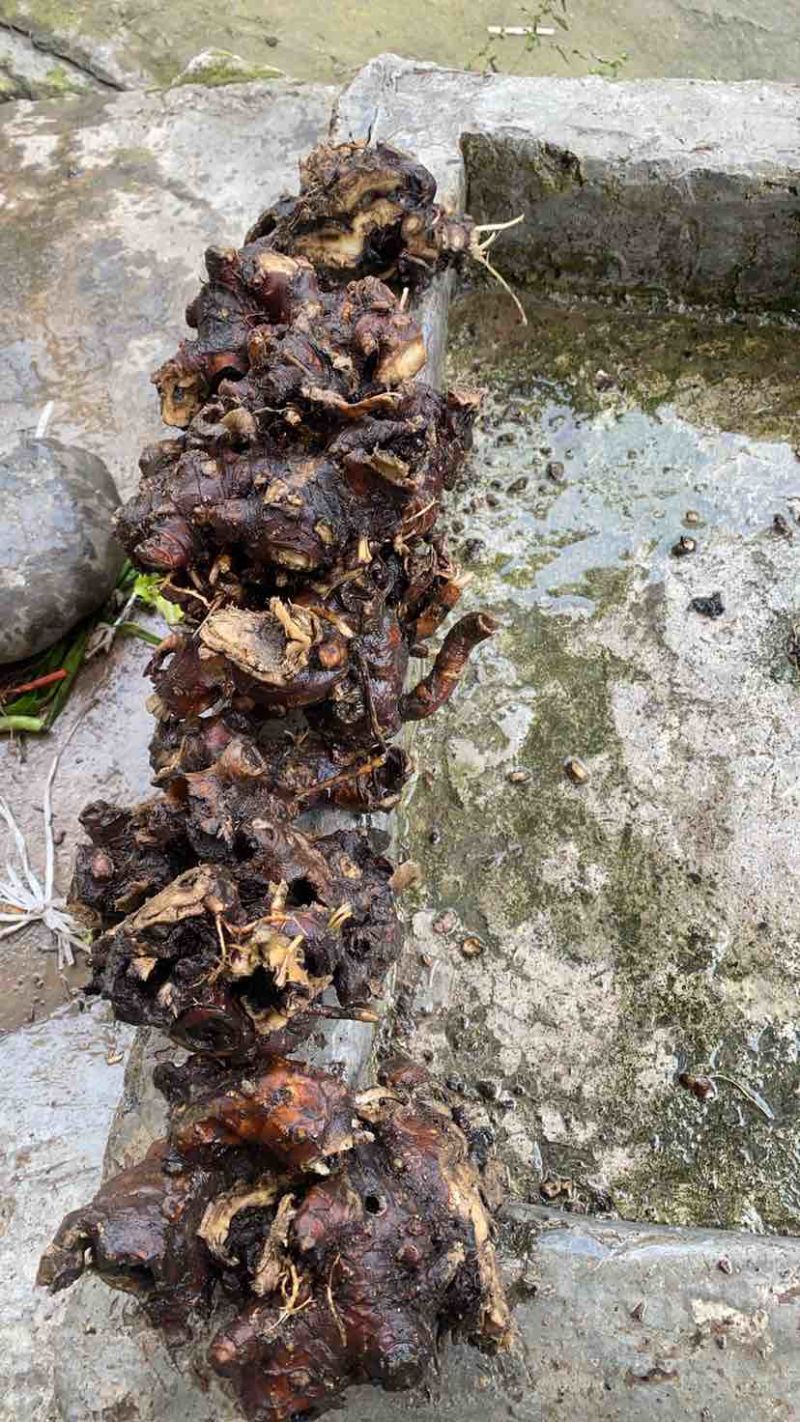 野生白升麻，鲜货干货都行，需要的联系
