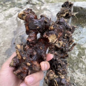 野生白升麻，鲜货干货都行，需要的联系