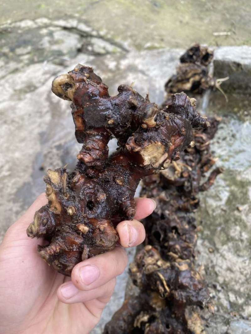 野生白升麻，鲜货干货都行，需要的联系