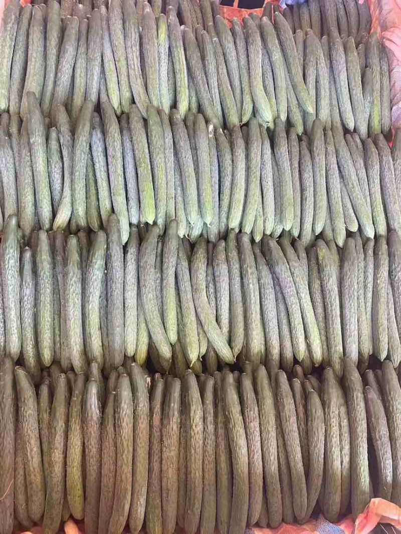 青瓜、粉瓜、黄瓜，大量供应，质量保证，欢迎来电咨询！