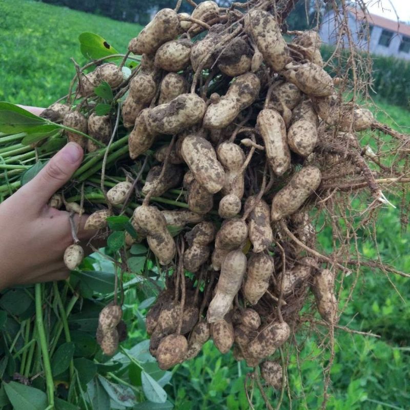 春花生带壳罗汉果（干）电话联系